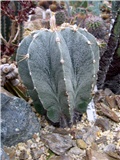 Astrophytum